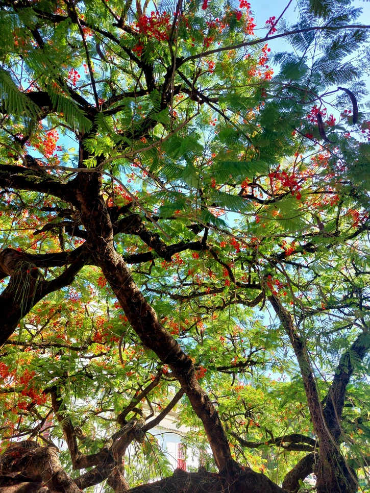 Flamboyant em flor visto de baixo, contra o céu azul